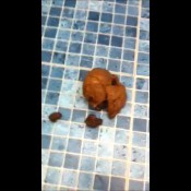 september2011rockchick4 classis teen poop videos rock chick