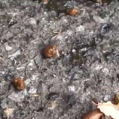 shuri s29-01 - women on the street forced to poop with enema