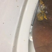 instead scat release hd ebonyscatbbw