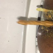 cumscat morning hd ebonyscatbbw