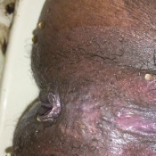 talking asshole hd ebonyscatbbw