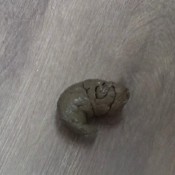 g string tease and shit hd sexyscatforyou