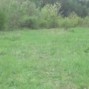 adela koutna on the grass adela koutnicka