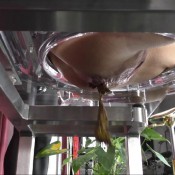 want to be my toilet? hd mistressjennifercarter