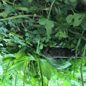 desperate shit outdoors hd eva kokoro