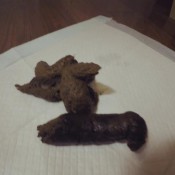 fat fudge dragons loverachelle2