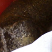 shit in the bucket hd princessmonica