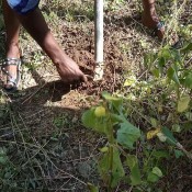 buried hd pinky_prada