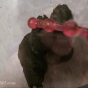 fucking my shit smeared hole hd loverachelle2