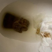 i want you slaves to eat my shit hd goddeszkat