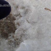 young alina pooping in car suppkakiem