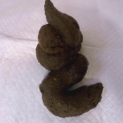 turd cutter series Â Â Â Â Â Â Â Â Â Â Â Â Â Â Â Â Â Â  Â shit and showoff: part 5 loverachelle2