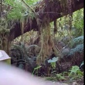 Classyngassy Poo In The Woods Classy N Gassy