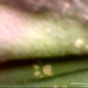 8 day old socks and stinky feet mistresslucyxx