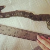 loverachelle2 foot and a half long! 18 inches
