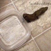 pushing out logs morning and night! hd littledirtyprincess