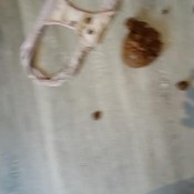 i need to go really bad accident in my panties sophieknight