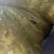 shark gym tights ruined hd the fart babes