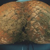 it`s all about delicious shit! hd dirtybetty sweet betty parlour