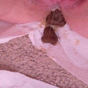 turd in pussy - poopey ball play hd poogirlsofia diapergirlsofia