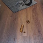 undressing and nice big poop hd sexyscatforyou