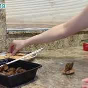 homemade shit chocolate chip cookies sandwich hd marinayam19