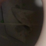 kacey491 chomp chomp slave