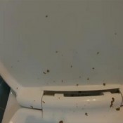 david255 mufasa diarrhea full uncut version