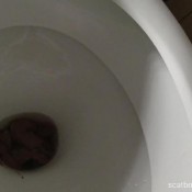 Amysinclair Good Morning My Turd