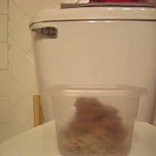 Peteuse - Happa Day 1