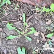 big red tree shit pulsiferpaprocki