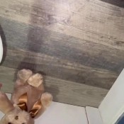 Deep_impact Teddy Bear