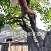 Pulsiferpaprocki Hanging Tree Poop Pulsifer Paprocki