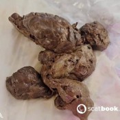 Latsuna Skidmark Slut Lady Tsunami