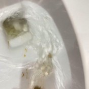 Elle_clark26 Making A Big Load In Public Bathroom Public Bathroom Elle Clark