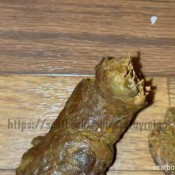 Reignzplayhouse Watch Me Twerk And Bounce My Juicy Ass I Will Also Spread My Ass And Show Off My Pretty Ass Hole Goddess Reign