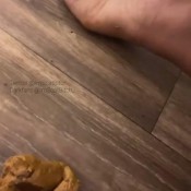 Imscatbitch_ Fat Shitty Ass And Wrinkly Soles For The Win