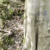 Misspoop Whos Taking A Shit With Me In The Woods