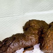 Pulsiferpaprocki 3 Thanksgiving Shits 2024 Pulsifer Paprocki