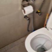 Kittyskatt Delhi Belly In The Jungle Kitty Klitt