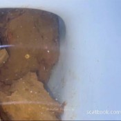 Big Log In Toilet Pulsiferpaprocki Pulsifer Paprocki