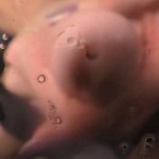 Janira Wolfe Experiencing The Wolfes Futa Cock