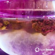 Sweetbettyparlour This Is Not Fish Food Sweet Betty Parlour