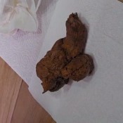 Sweet_lily_84 Scat 352 Sweet Lily