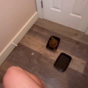 Deep_impact Triple Swirl