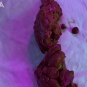 Loogies On A Log Latsuna Lady Tsunami