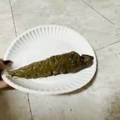 Freckledred_ Solid Shit