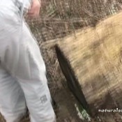 Naturalscatgirls Clip761