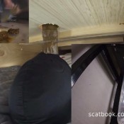 Goddess Ceres - The Ultimate Human Toilet Setup Configuration